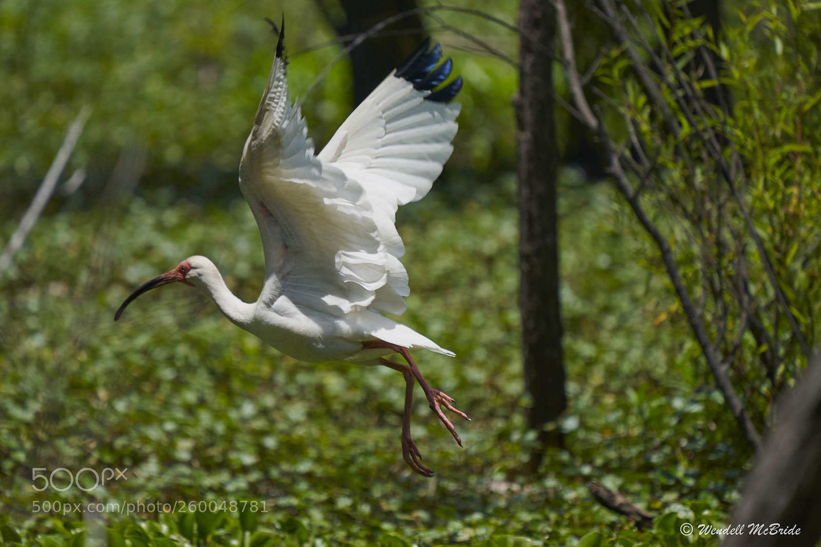 Sony a7R III sample photo. White ibis in flight photography