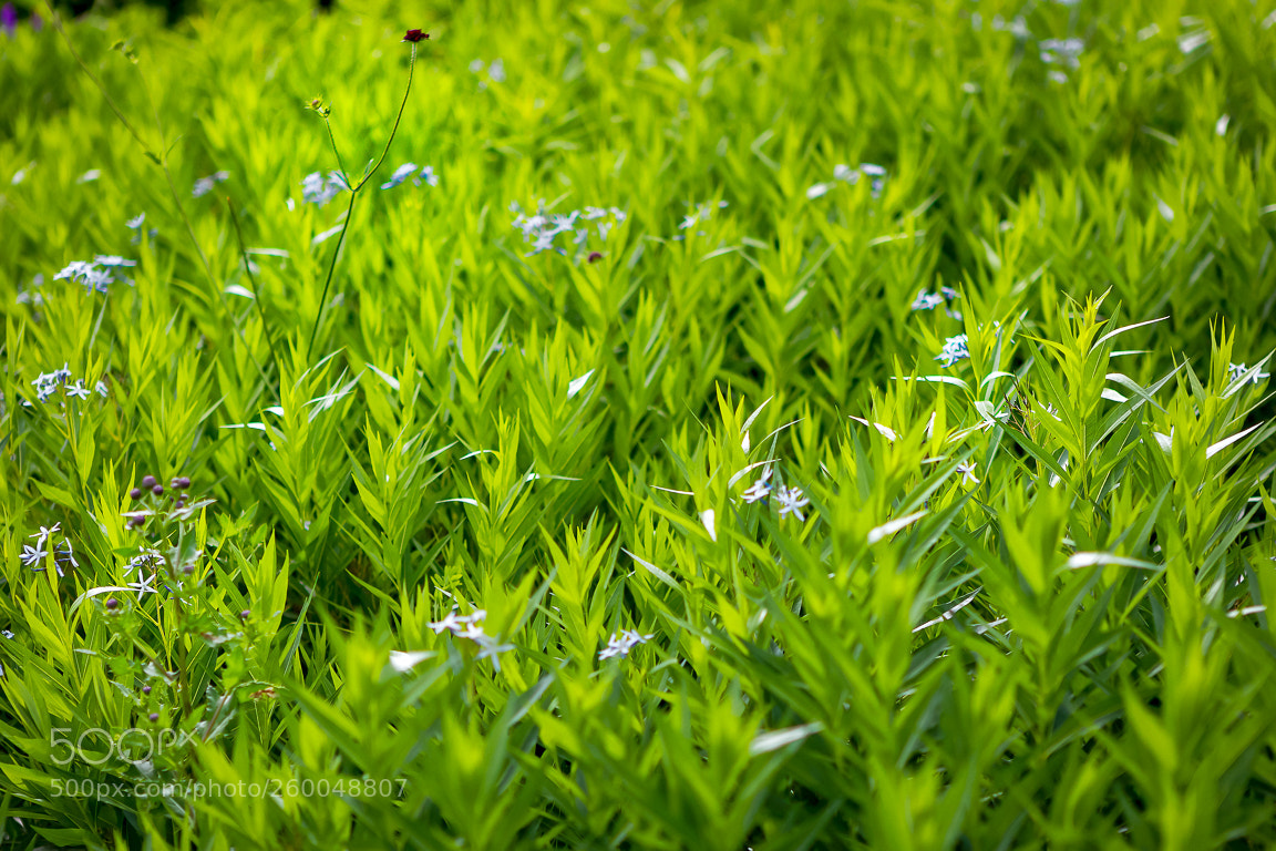 Canon EOS 5D Mark II sample photo. Green green leaves of photography