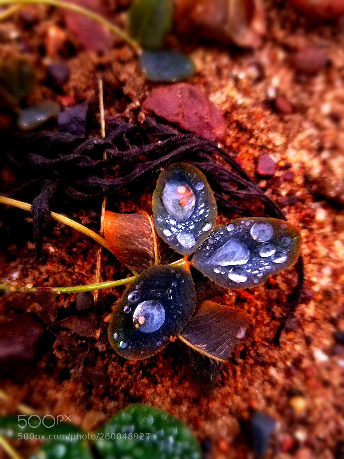 Samsung Galaxy S7 sample photo. Lavender rain photography