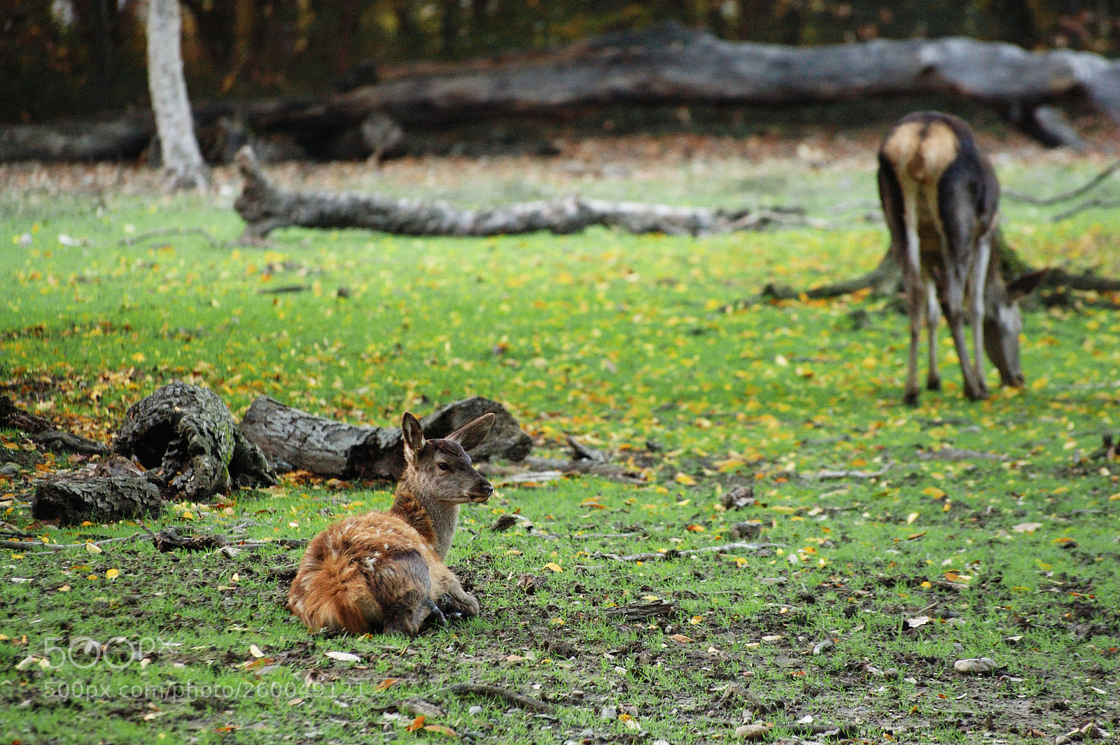 Nikon D70s sample photo. Red deer juvenile photography