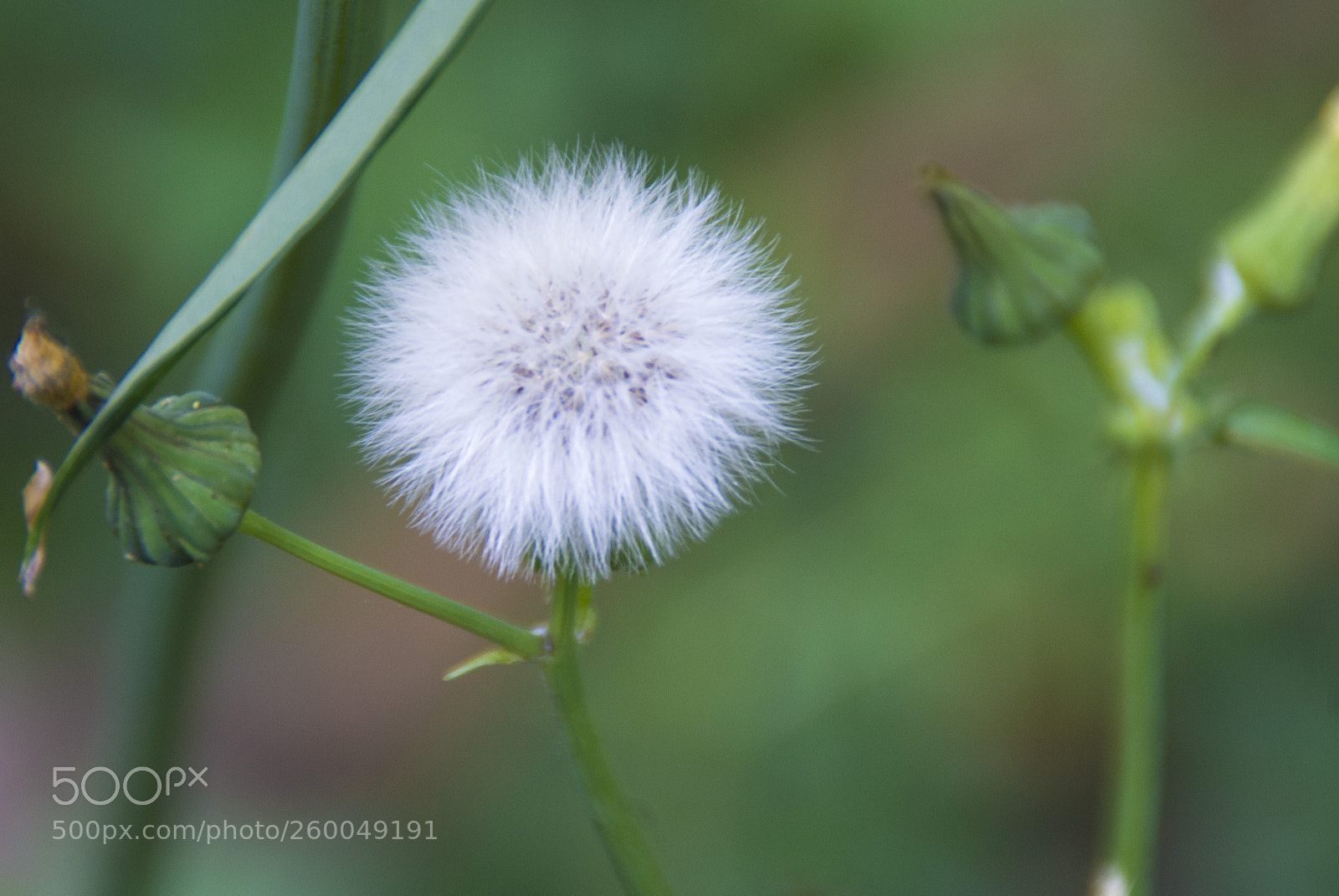 Pentax K-30 sample photo. Come il cotone photography