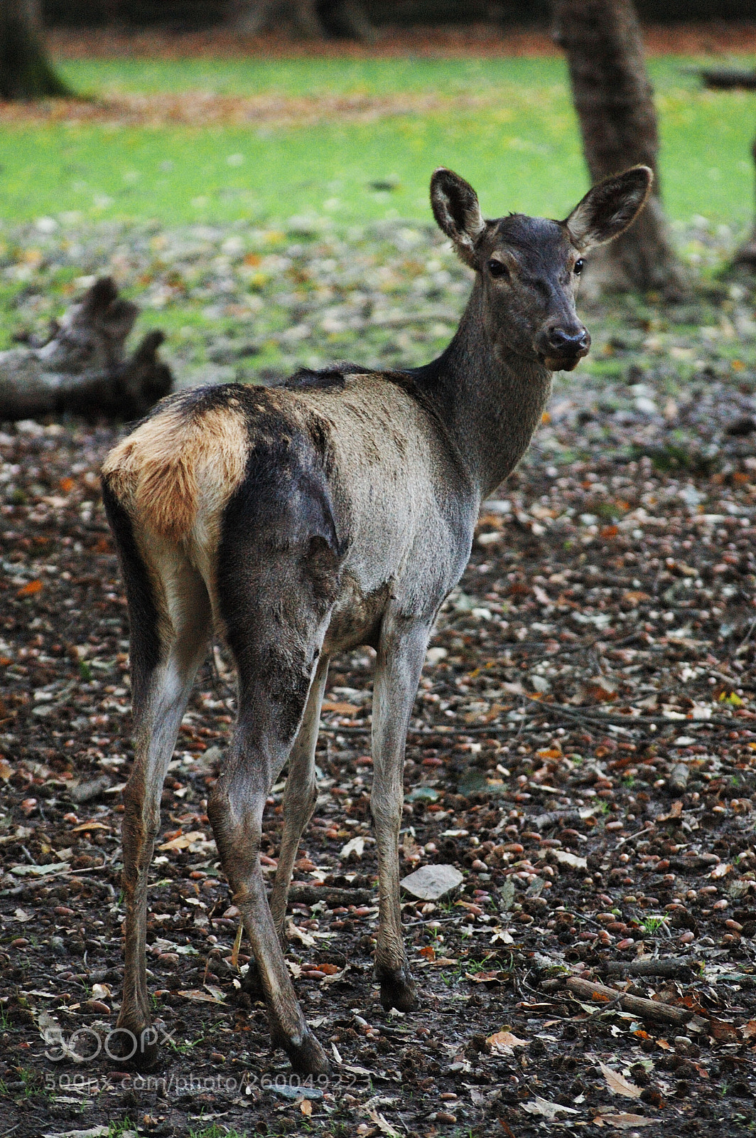 Nikon D70s sample photo. Red deer hind photography