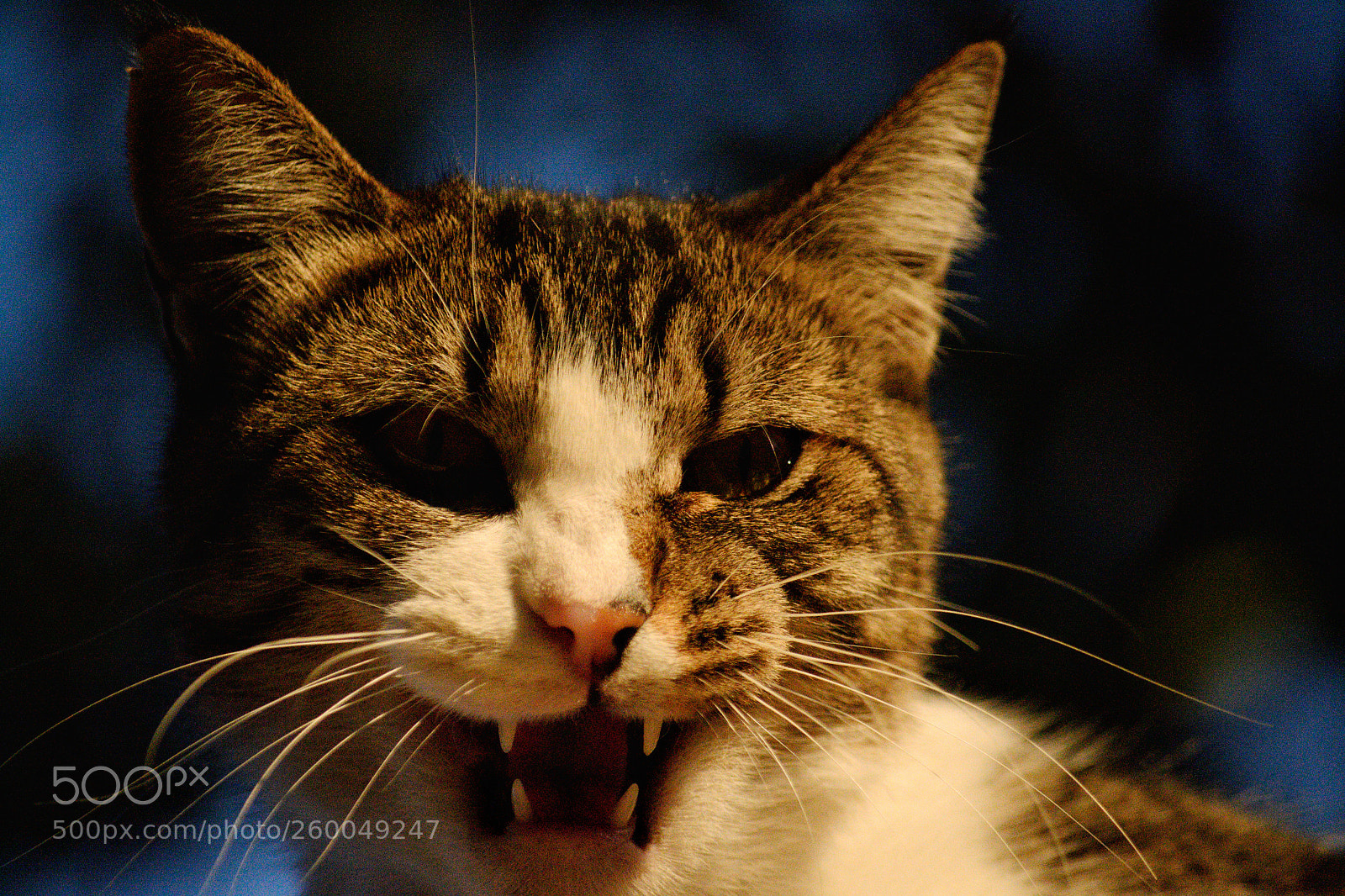 Nikon D3100 sample photo. Untitled photography