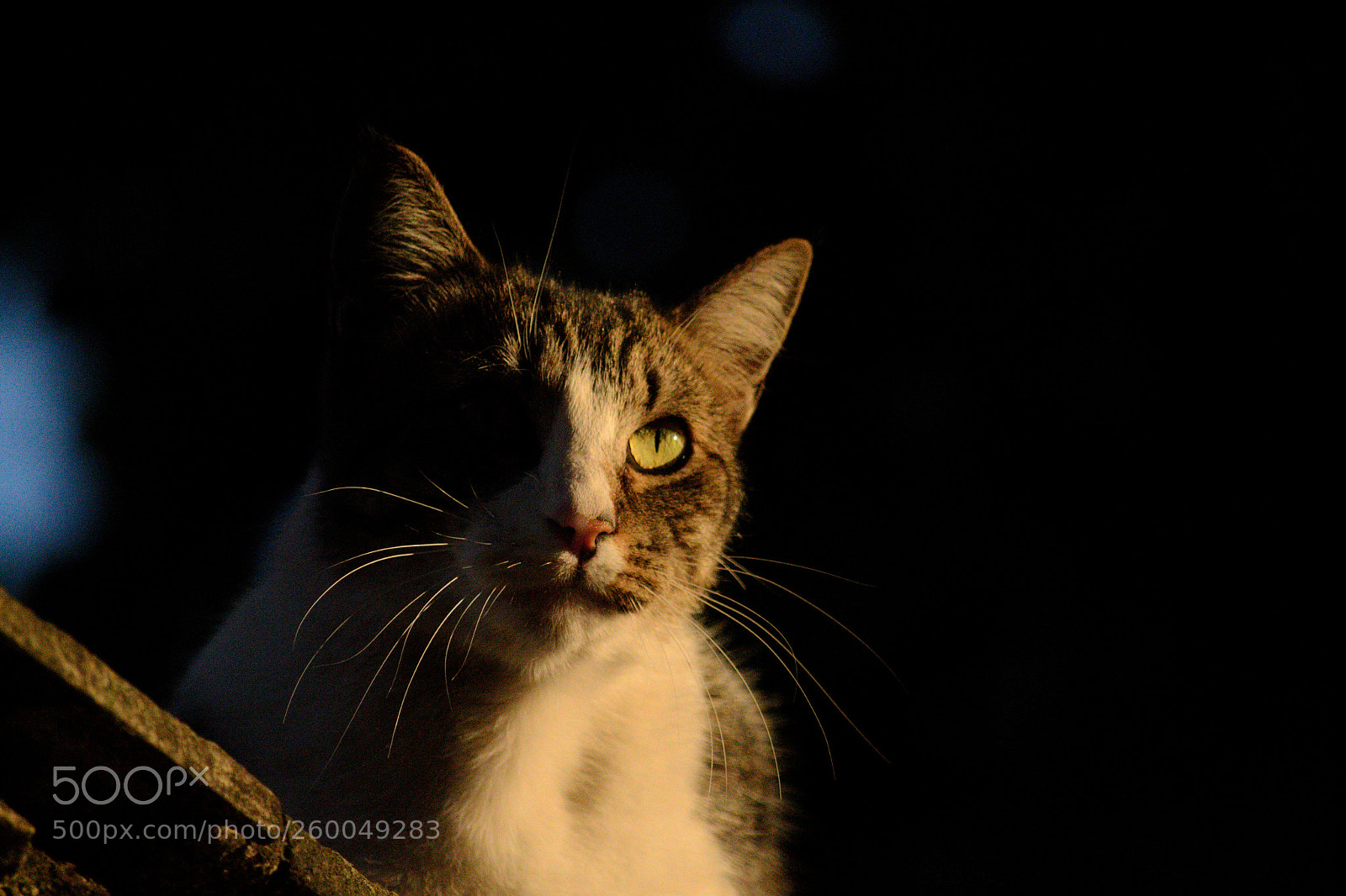 Nikon D3100 sample photo. Untitled photography
