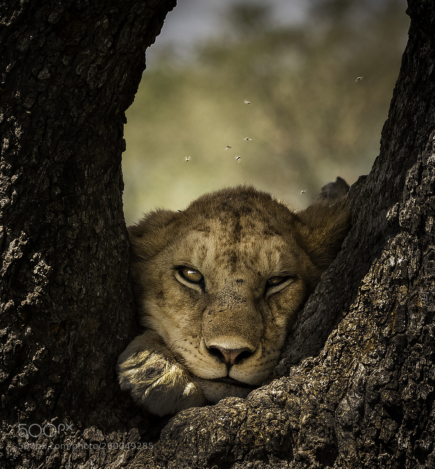 Nikon D810 sample photo. Cats on trees photography