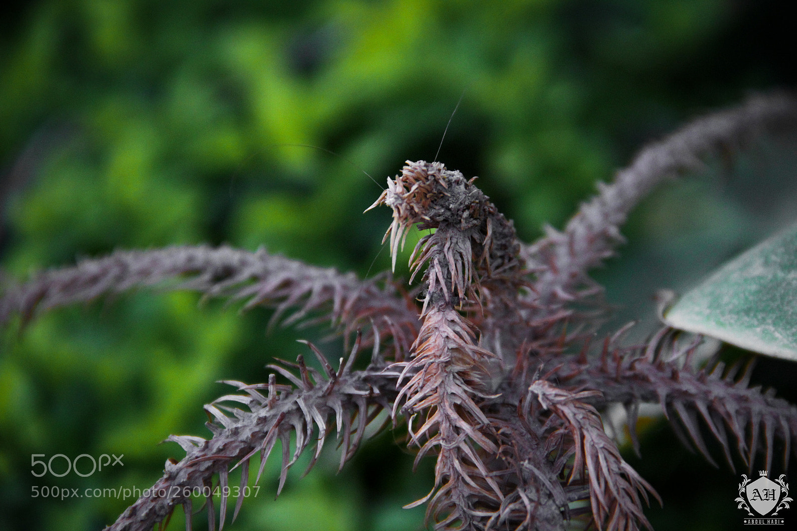 Canon EOS 60D sample photo. Copy photography