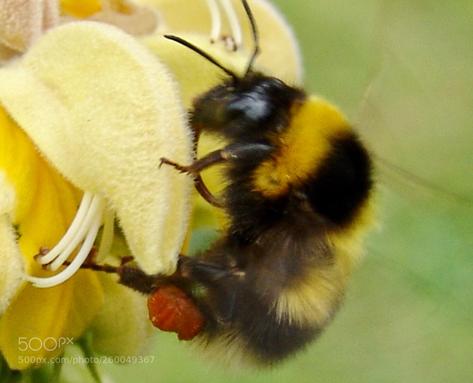 Sony DSC-F828 sample photo. Bumble  photography