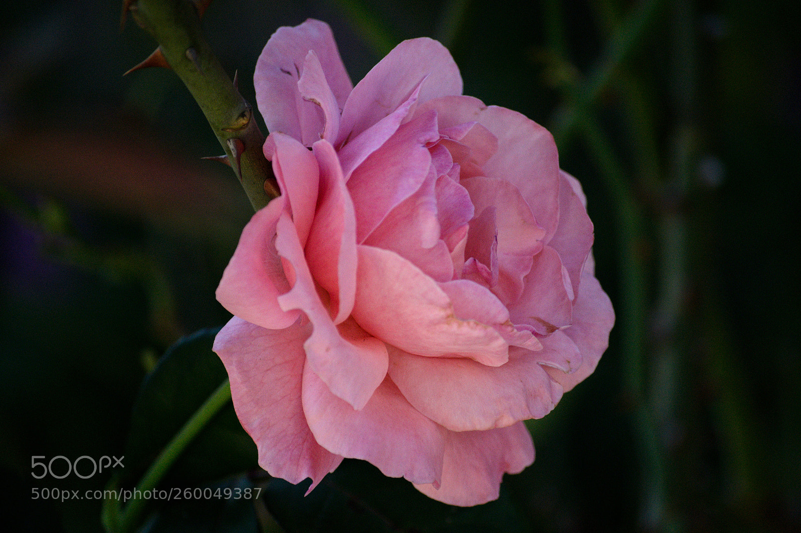 Nikon D3100 sample photo. Untitled photography