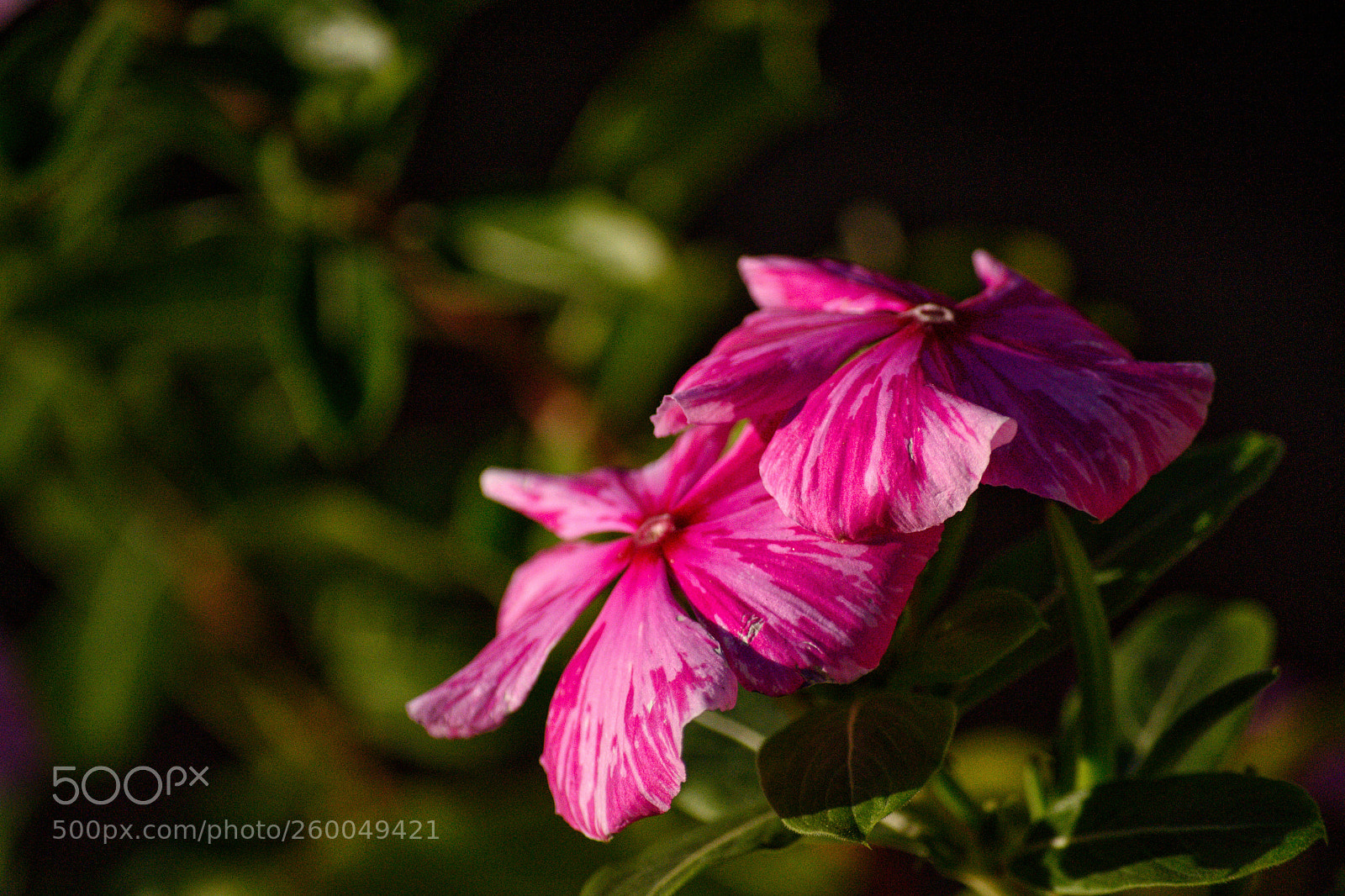Nikon D3100 sample photo. Untitled photography