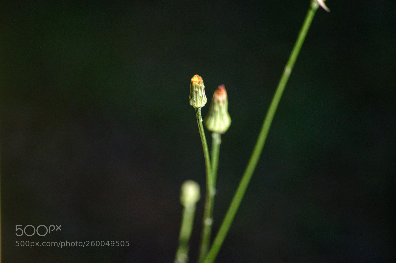 Nikon D3100 sample photo. Untitled photography