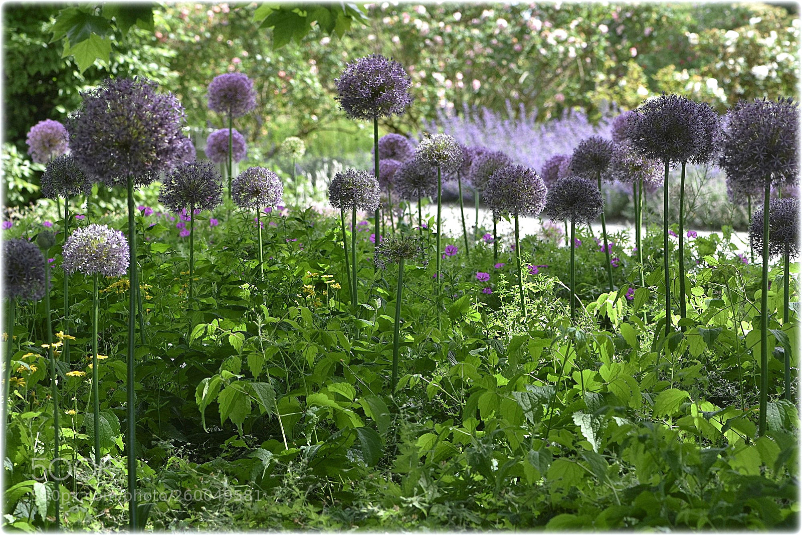 Nikon D7200 sample photo. "ornamental onion" photography