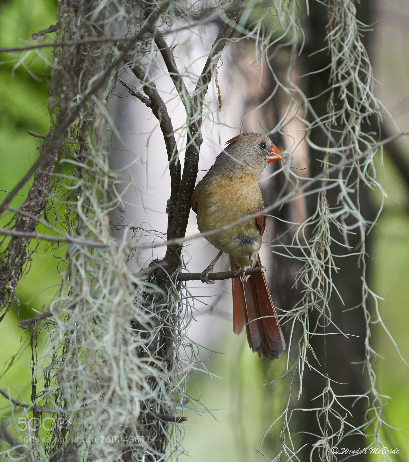 Sony a7R III sample photo. Cardinal (female) photography