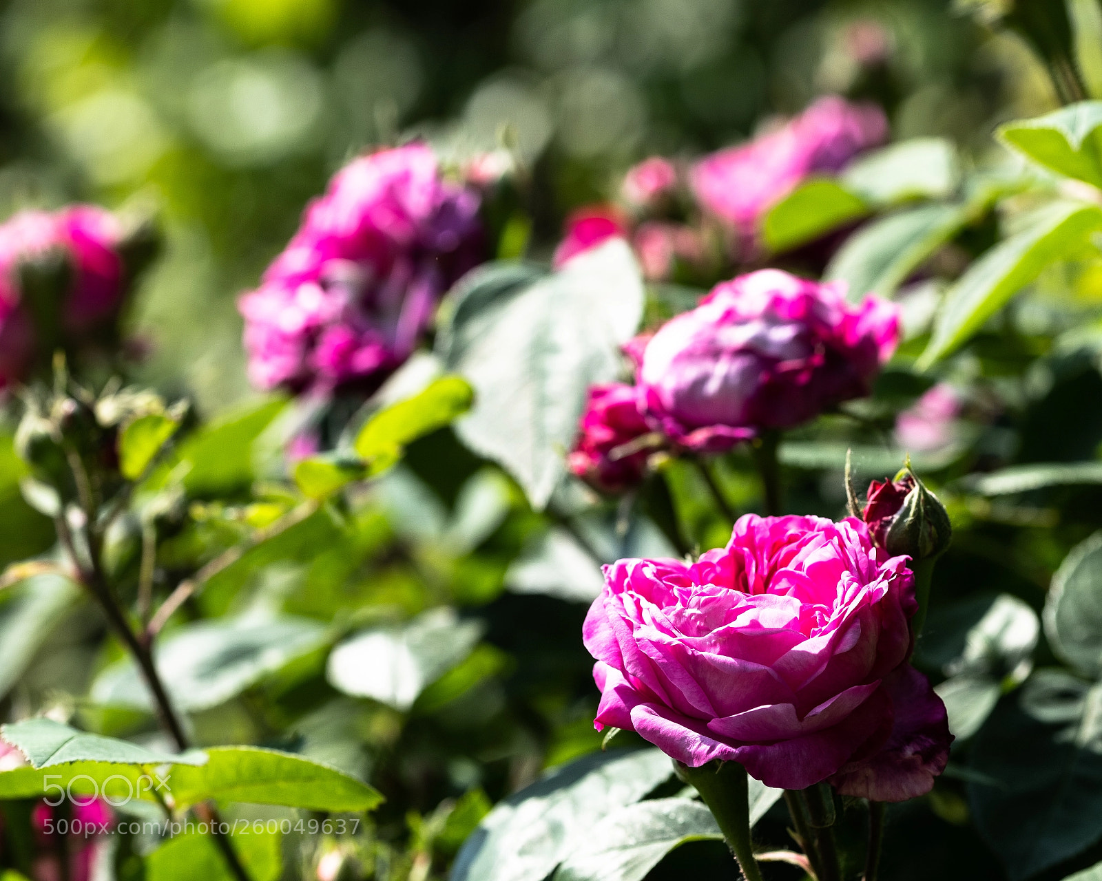 Fujifilm X-T2 sample photo. Spring 4 photography