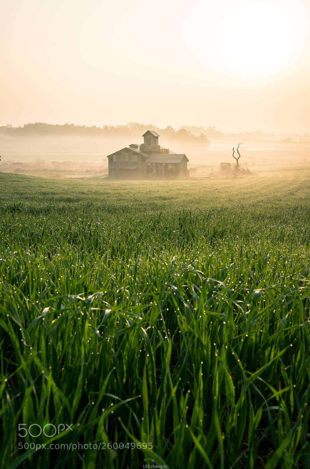 Nikon D810 sample photo. Morning dew photography