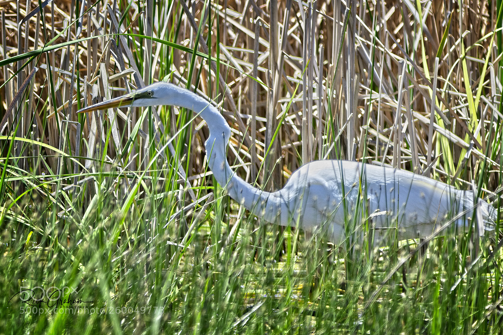 Canon EOS 80D sample photo. Great egret photography