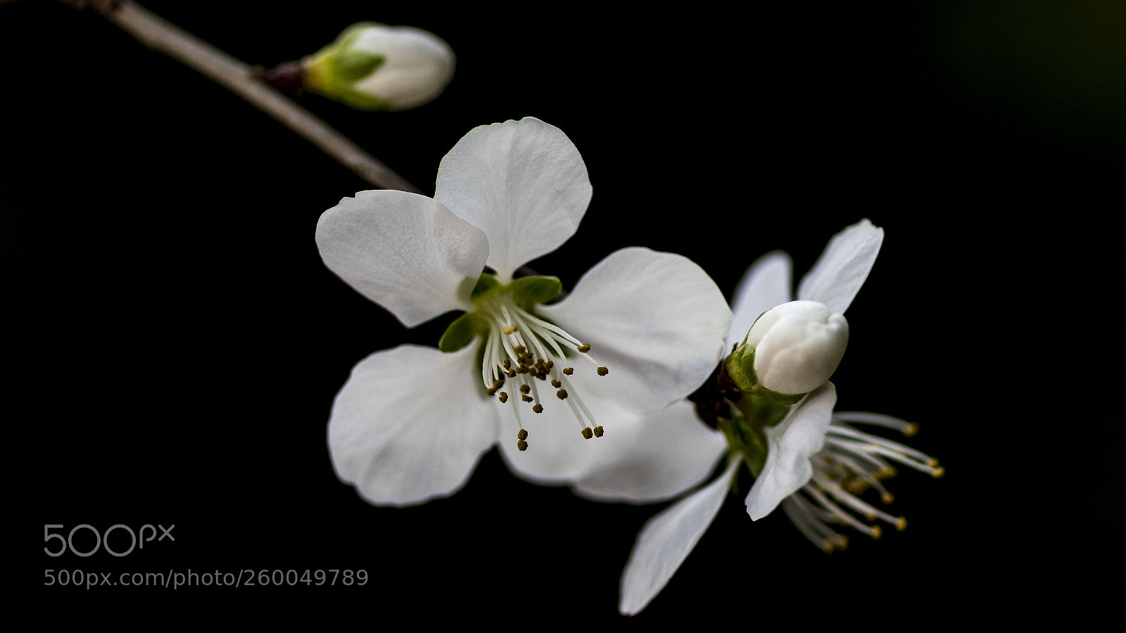 Nikon D500 sample photo. White flowers photography
