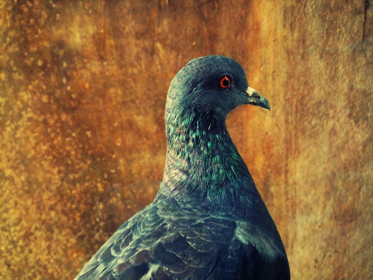 GIONEE A1 lite sample photo. Pigeon photography