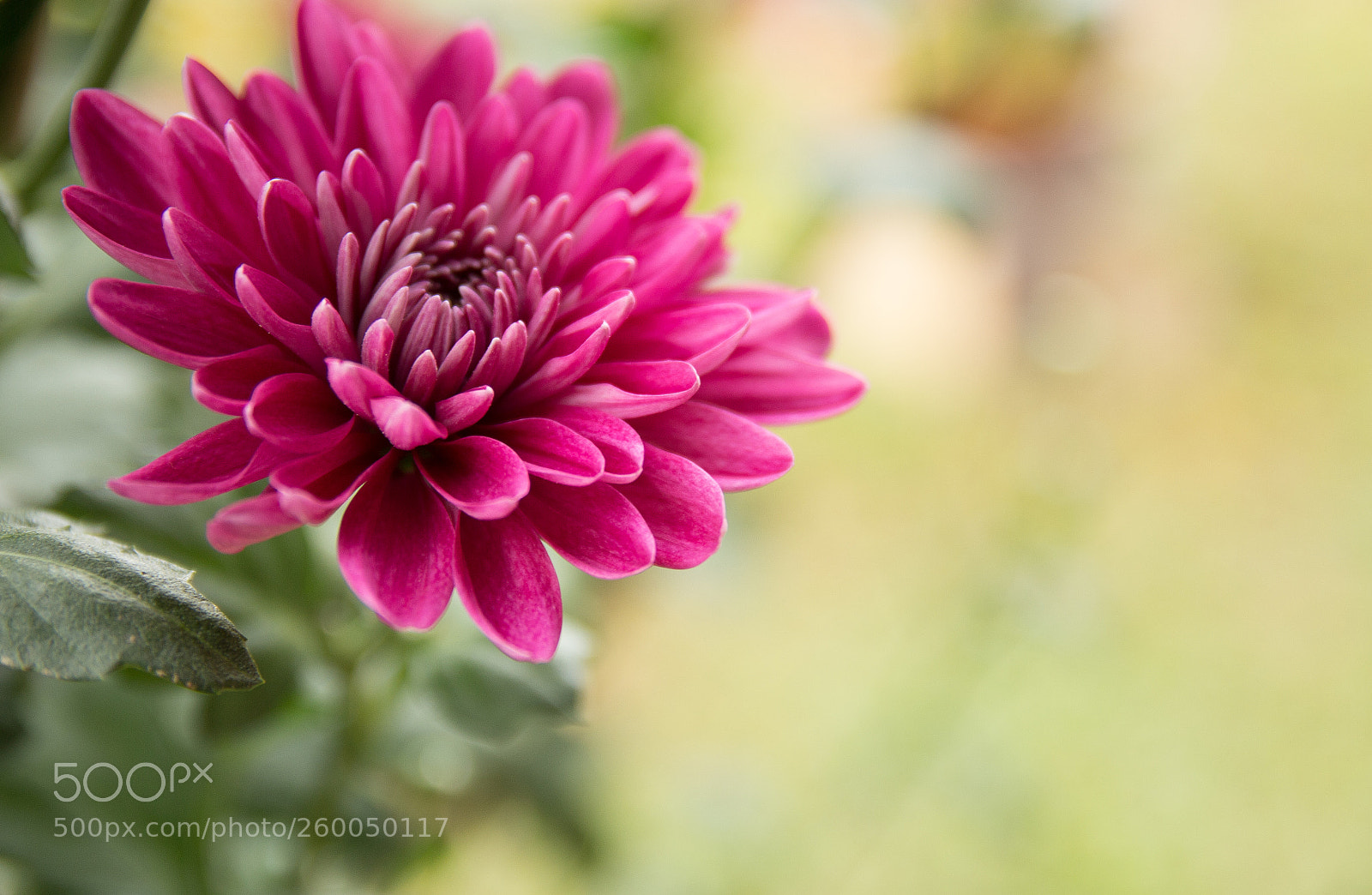 Canon EOS 700D (EOS Rebel T5i / EOS Kiss X7i) sample photo. Mg photography