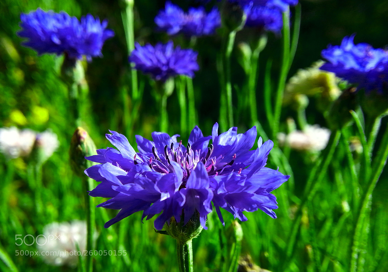 Samsung Galaxy Note2 sample photo. Flower photography