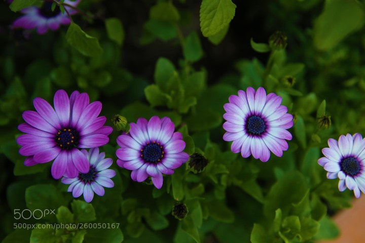 Canon EOS 6D sample photo. Untitled photography