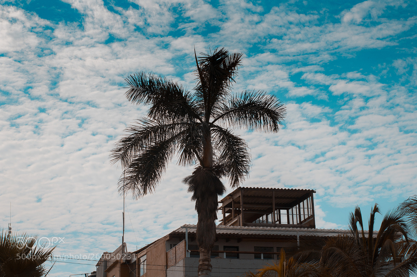 Canon EOS 1300D (EOS Rebel T6 / EOS Kiss X80) sample photo. Palmera photography