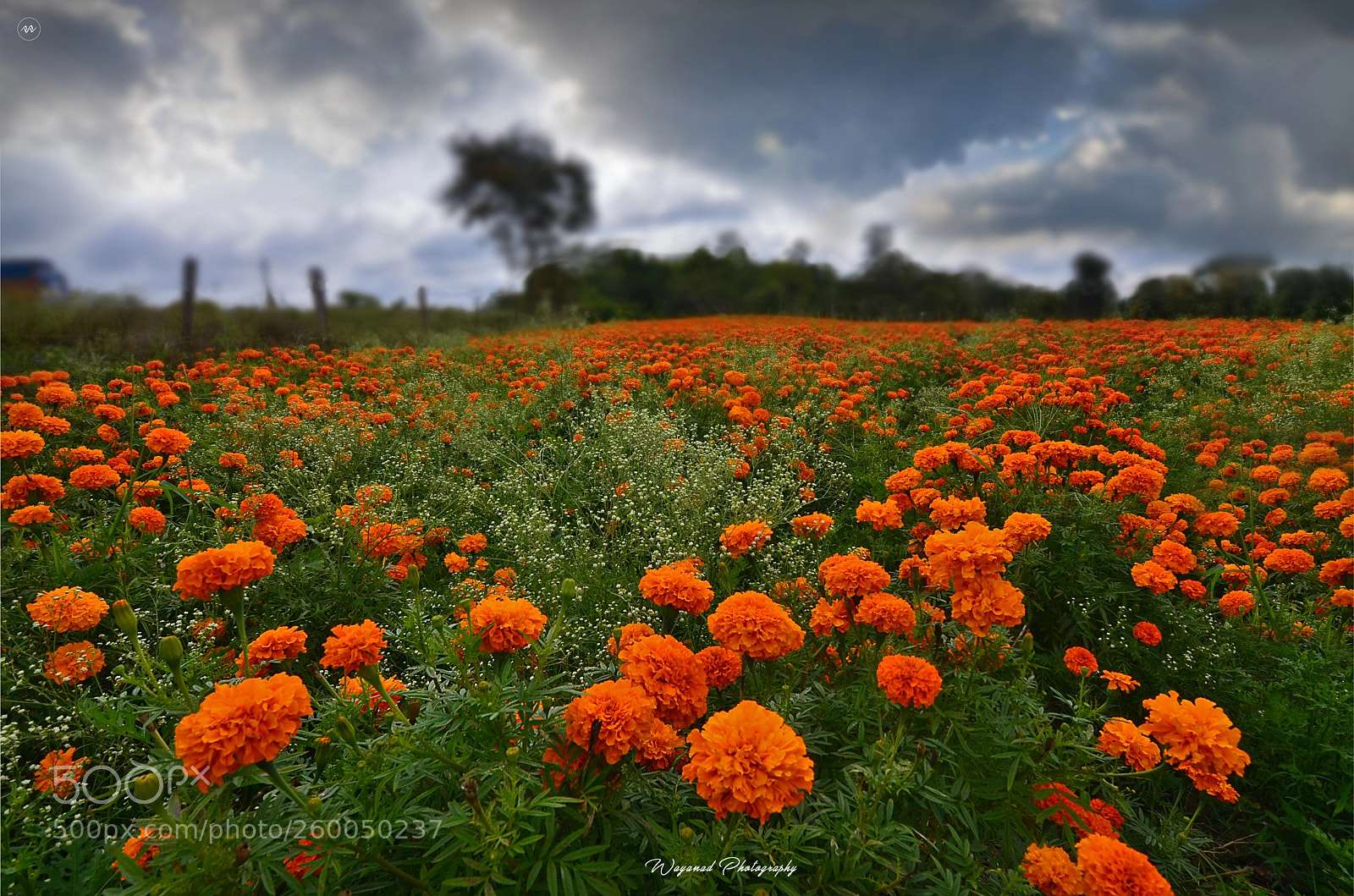 Nikon D7000 sample photo. Flower field gundilpeta photography
