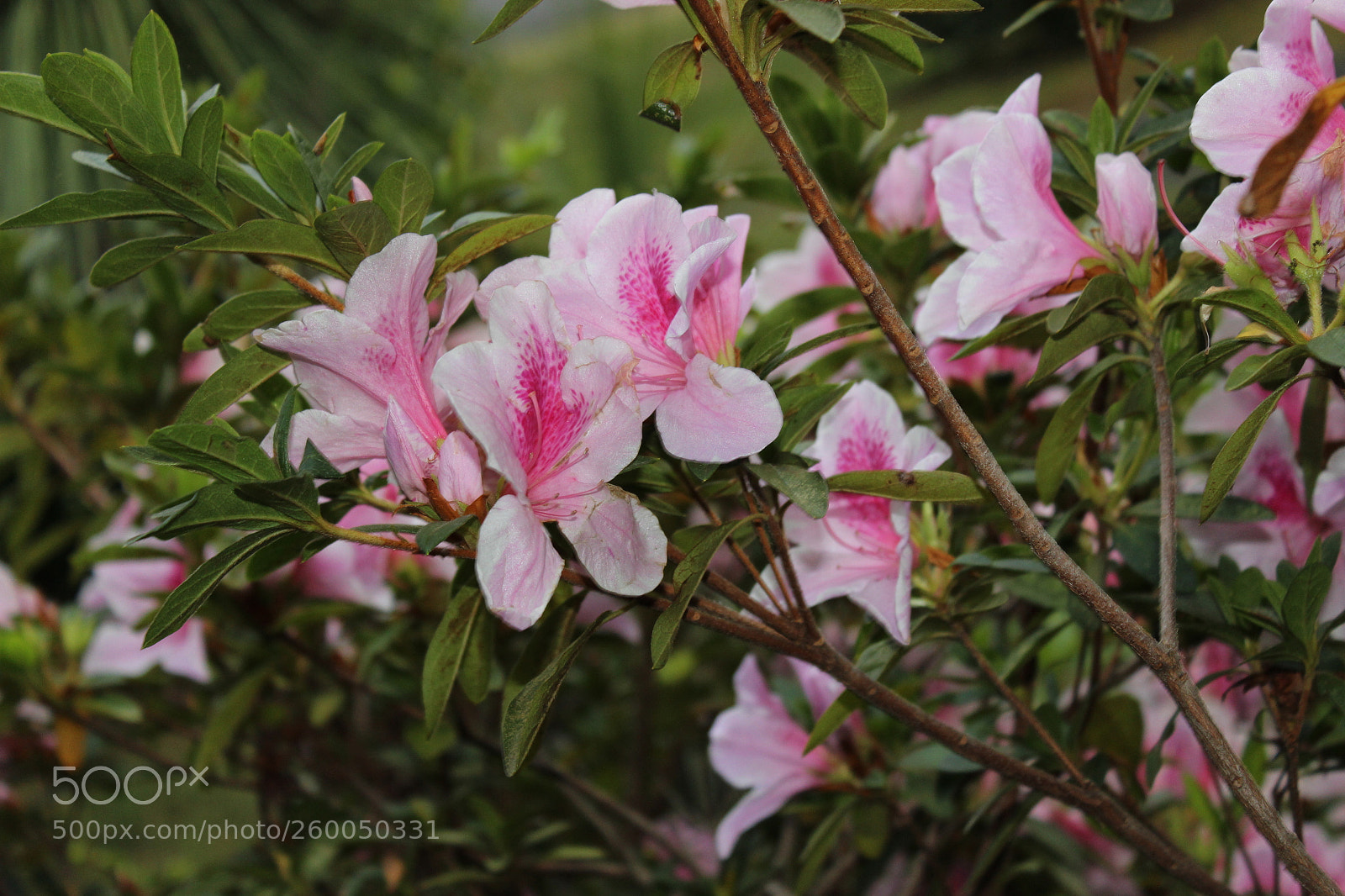 Canon EOS 600D (Rebel EOS T3i / EOS Kiss X5) sample photo. Blossoming photography