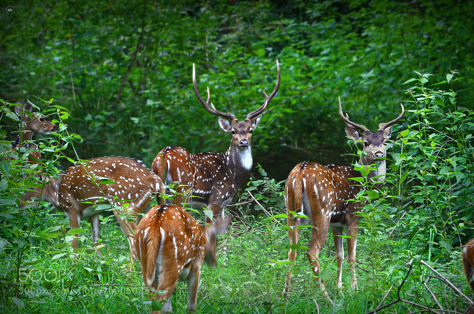 Nikon D7000 sample photo. Deer muthanga photography