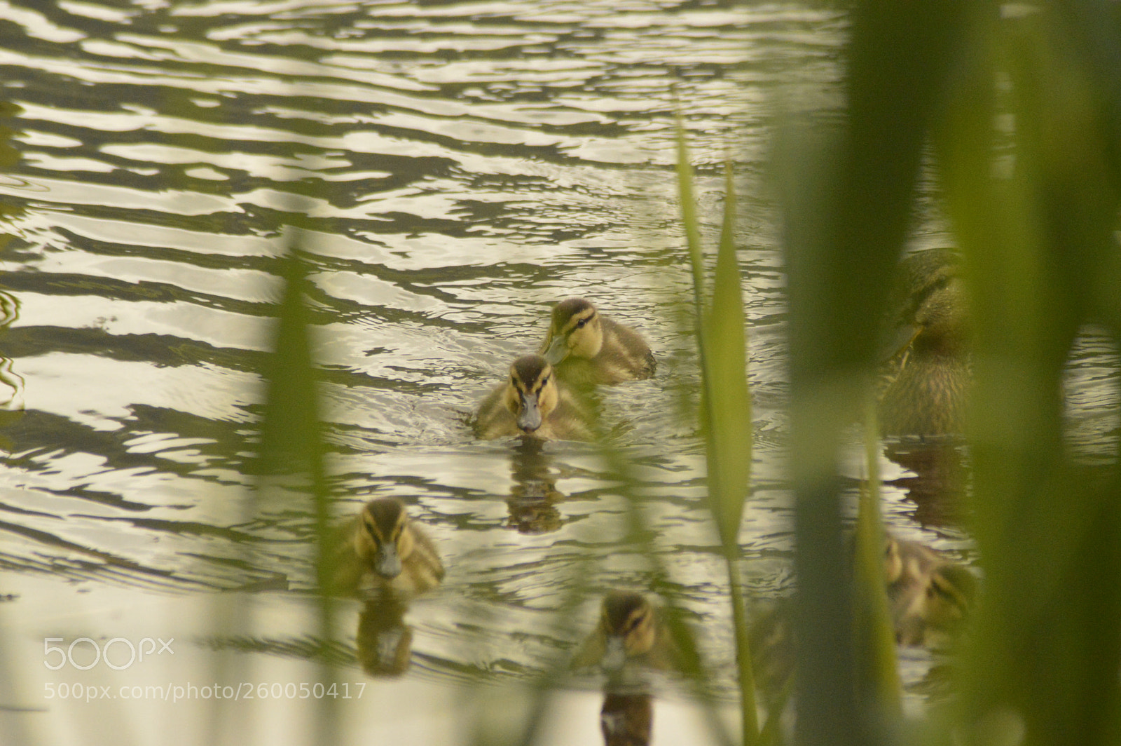 Nikon D3200 sample photo. Duck with ducklings photography