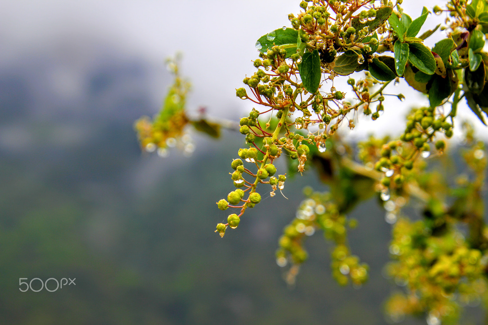 Canon EOS 60D + Canon EF 300mm F2.8L IS II USM sample photo. Dew photography