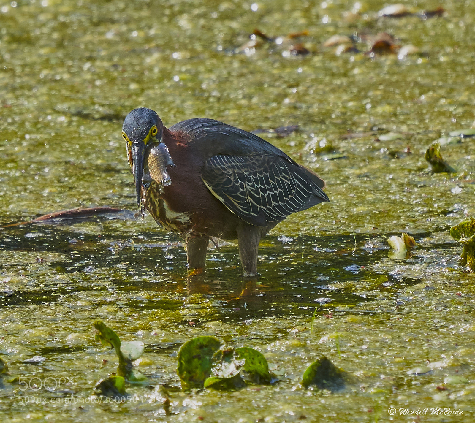Sony a7R III sample photo. Green heron with fish photography