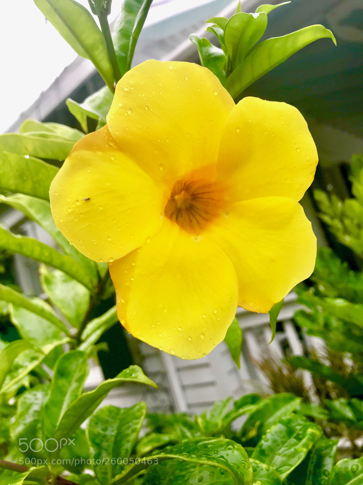 Apple iPhone 7 Plus sample photo. Yellow photography