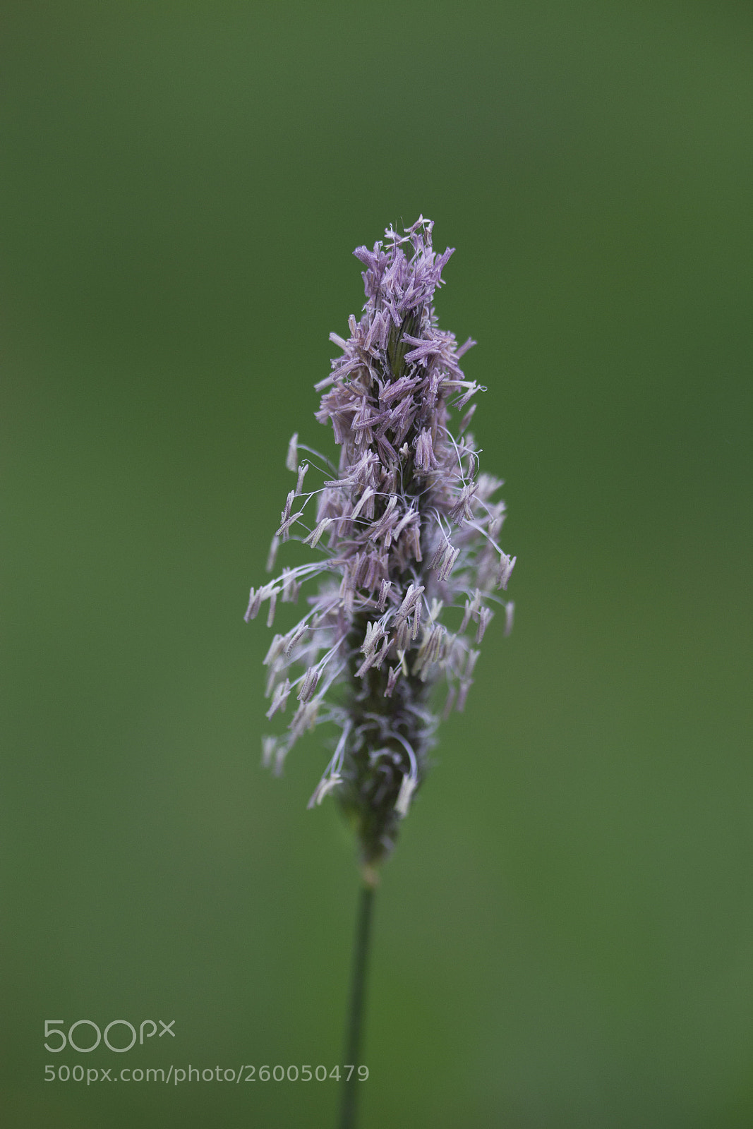 Canon EOS 60D sample photo. Wiesen-fuchsschwanz (alopecurus pratensis) photography