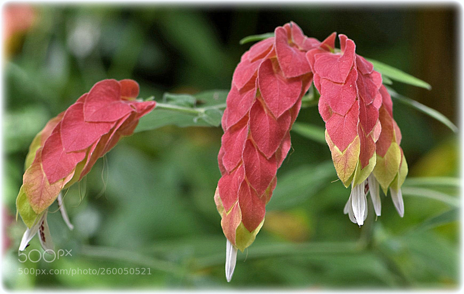 Nikon D7200 sample photo. "exotic" photography