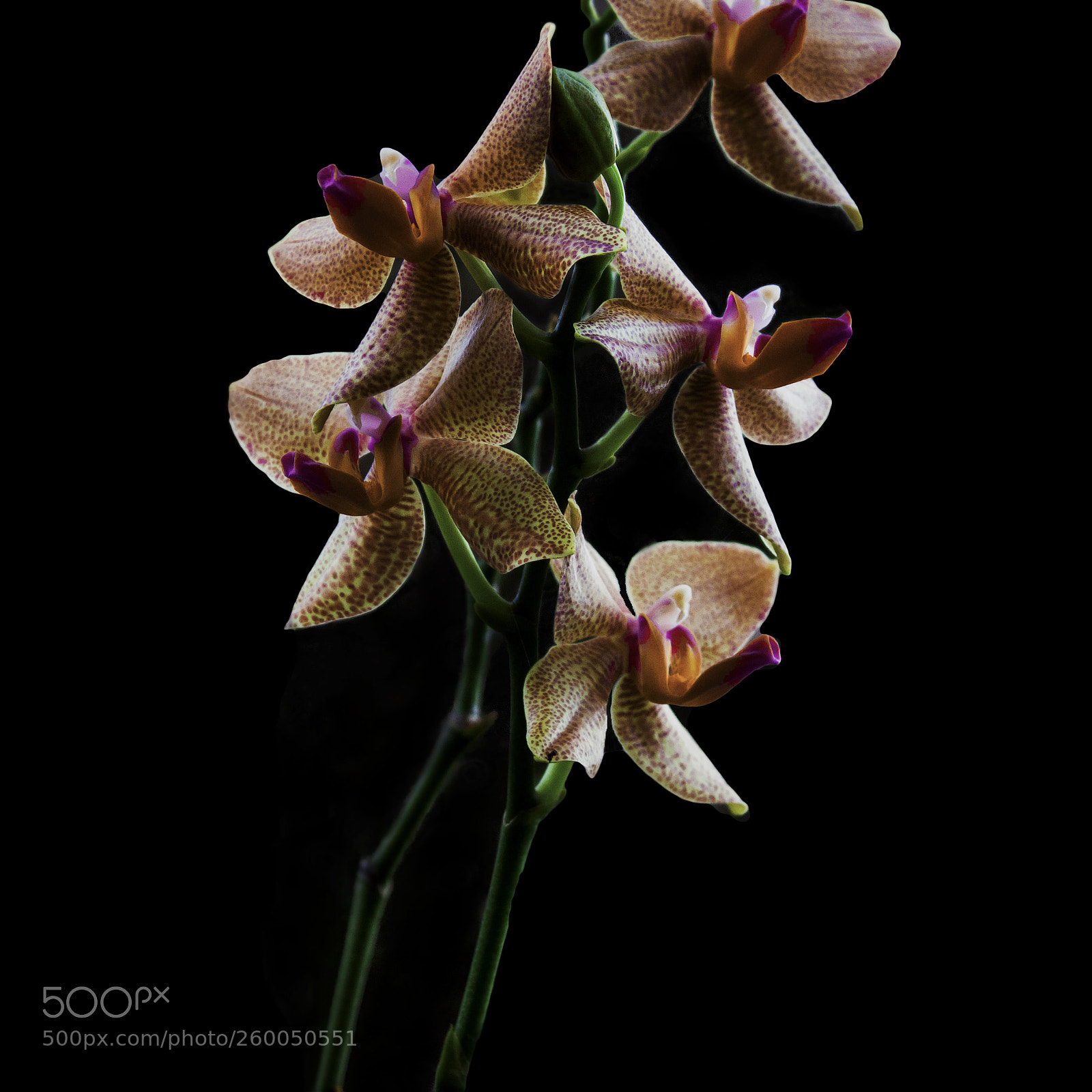 Canon EOS 500D (EOS Rebel T1i / EOS Kiss X3) sample photo. Orchid photography