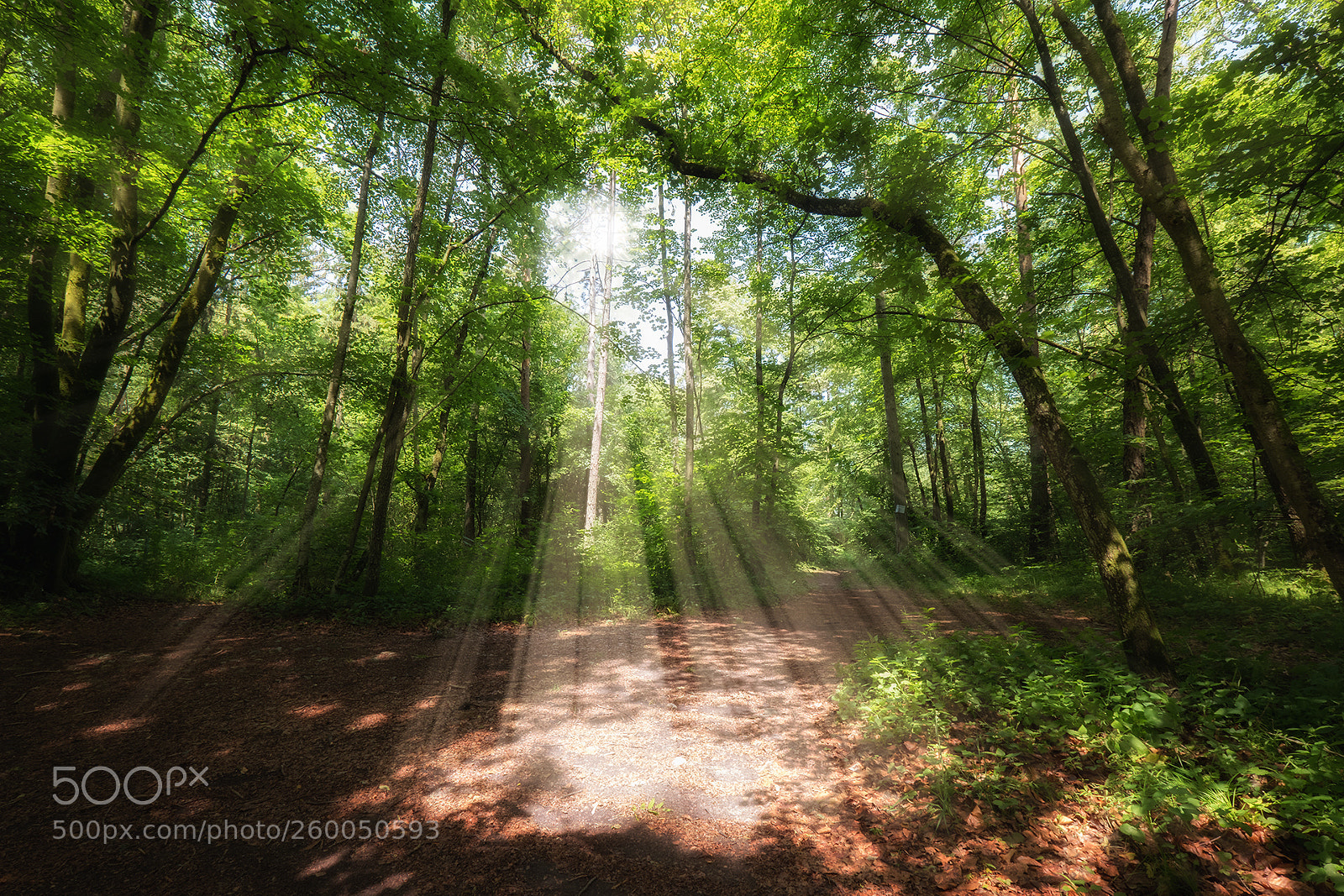 Fujifilm X-T2 sample photo. Forest photography