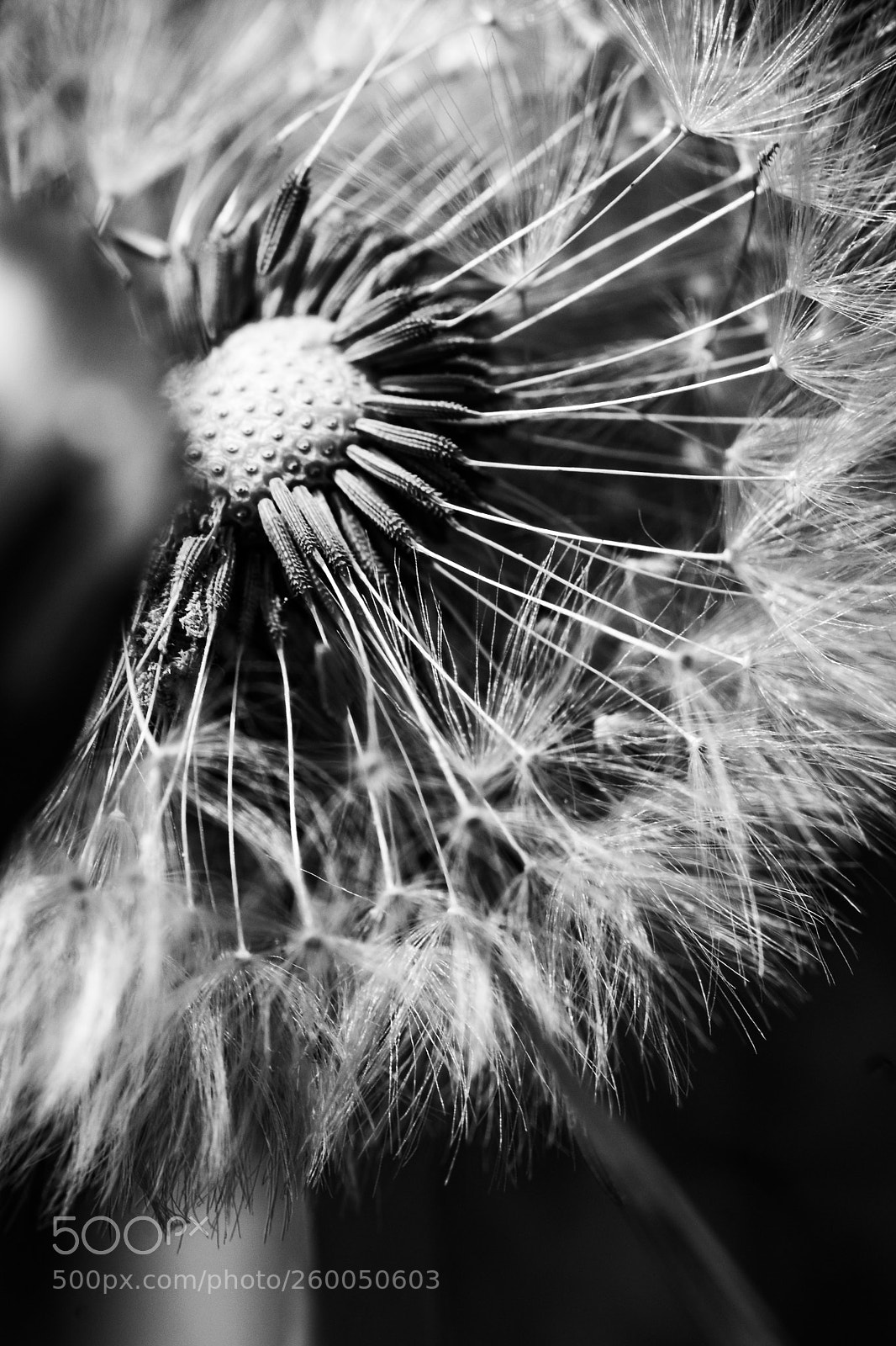 Canon EOS 80D sample photo. Dandelion photography