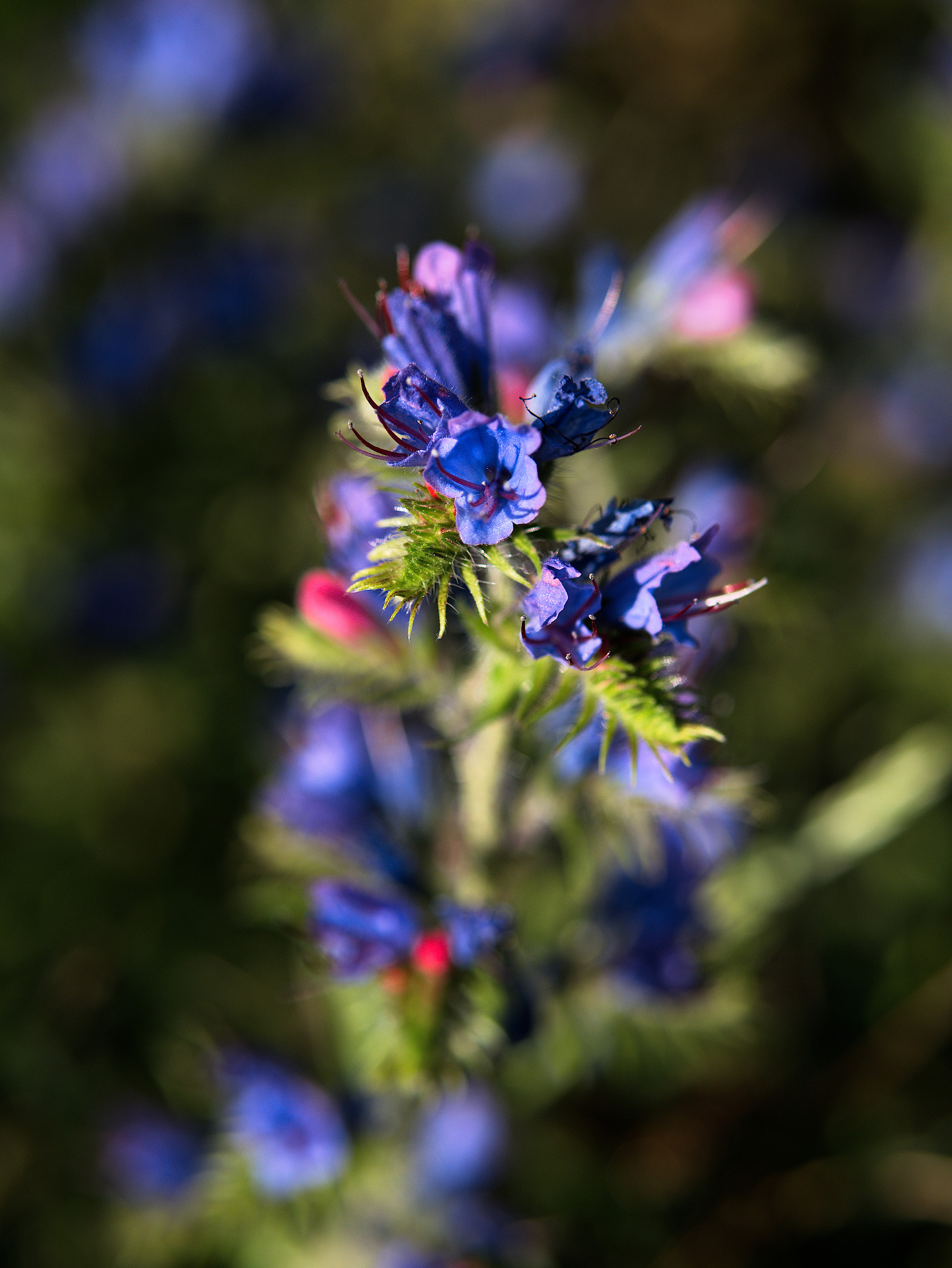 Panasonic Lumix DC-GX9 sample photo. Petite fleur photography