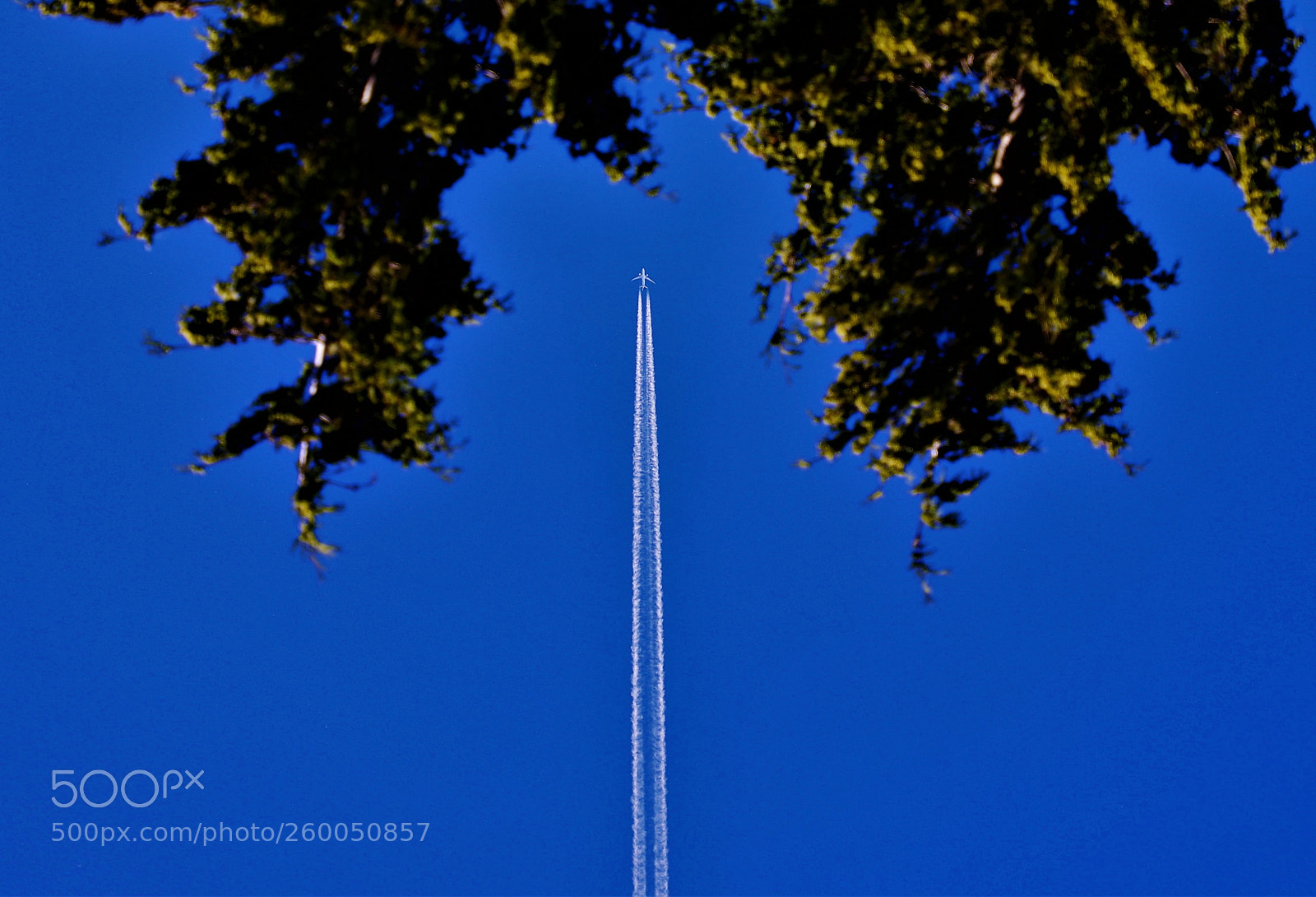 Canon EOS 6D Mark II sample photo. Shoot to sky -- 刺空 photography