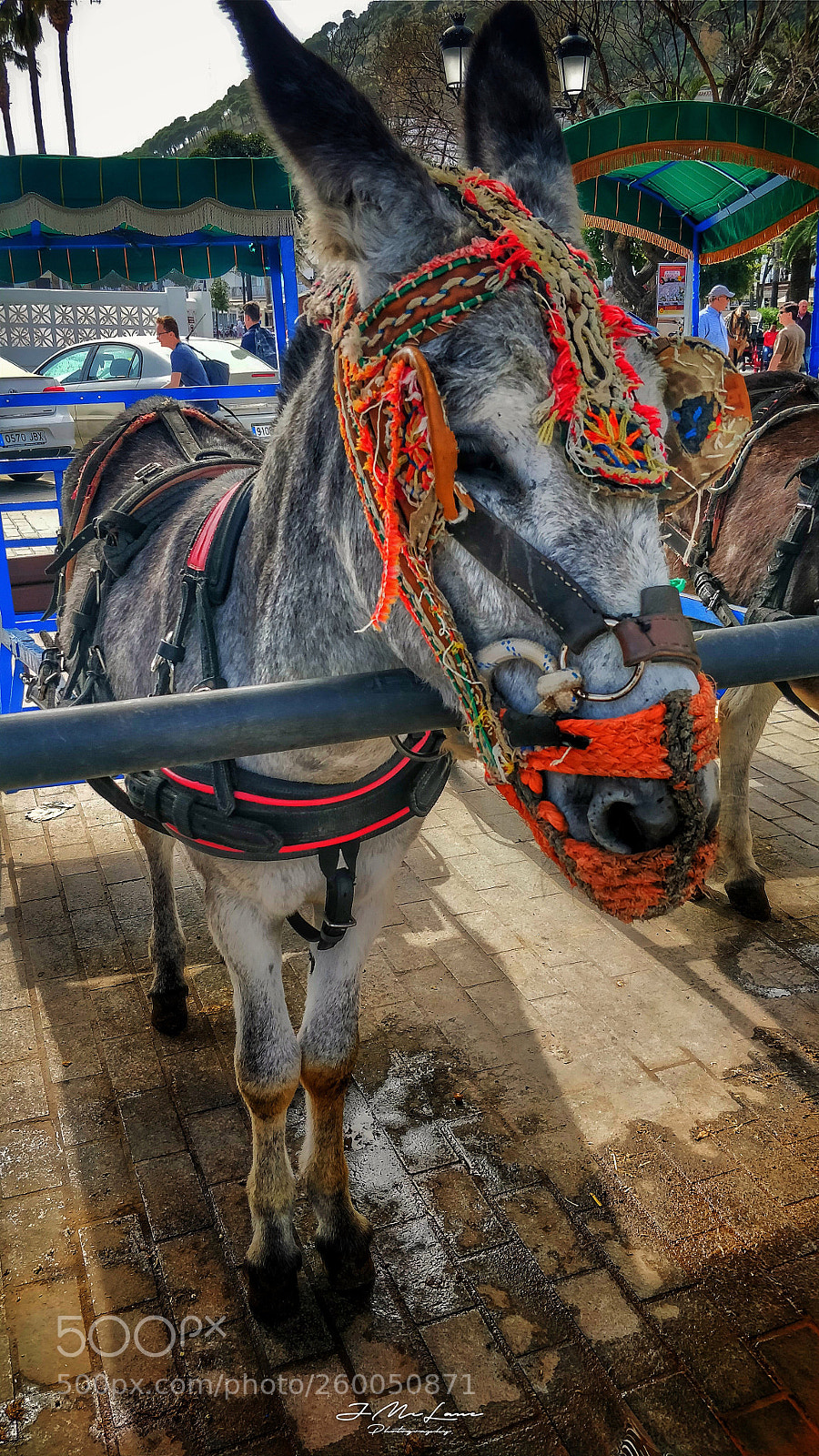OnePlus 5 sample photo. Borriquito c mo t photography