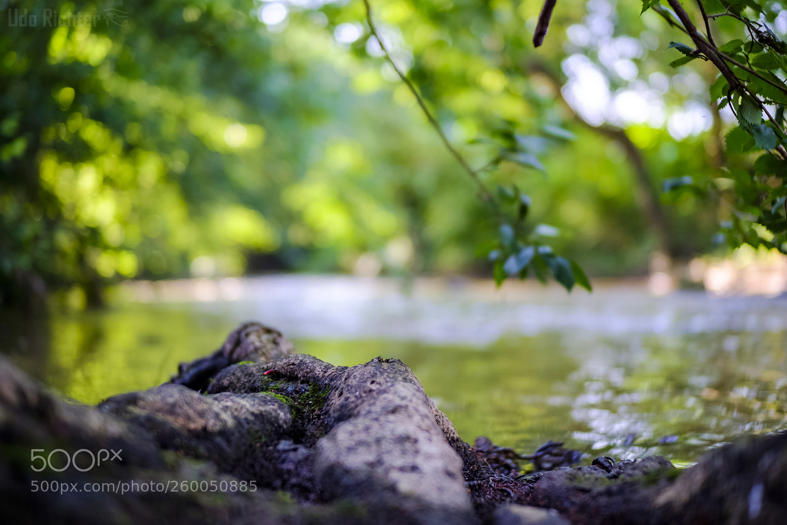 Fujifilm X-T20 sample photo. 'roots' photography