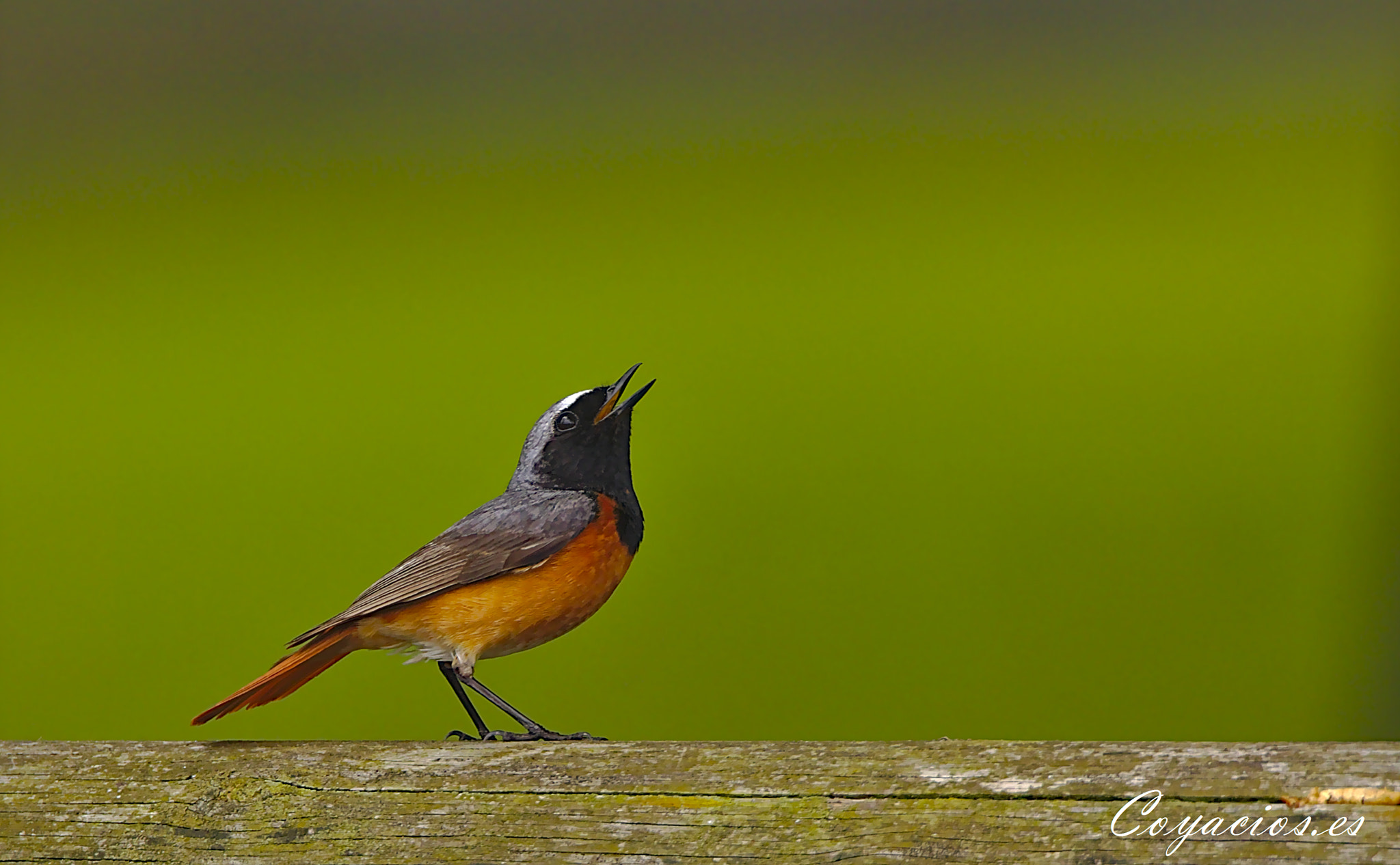 Canon EOS 7D Mark II sample photo. Colirrojo real ♂ (phoenicurus phoenicurus) photography