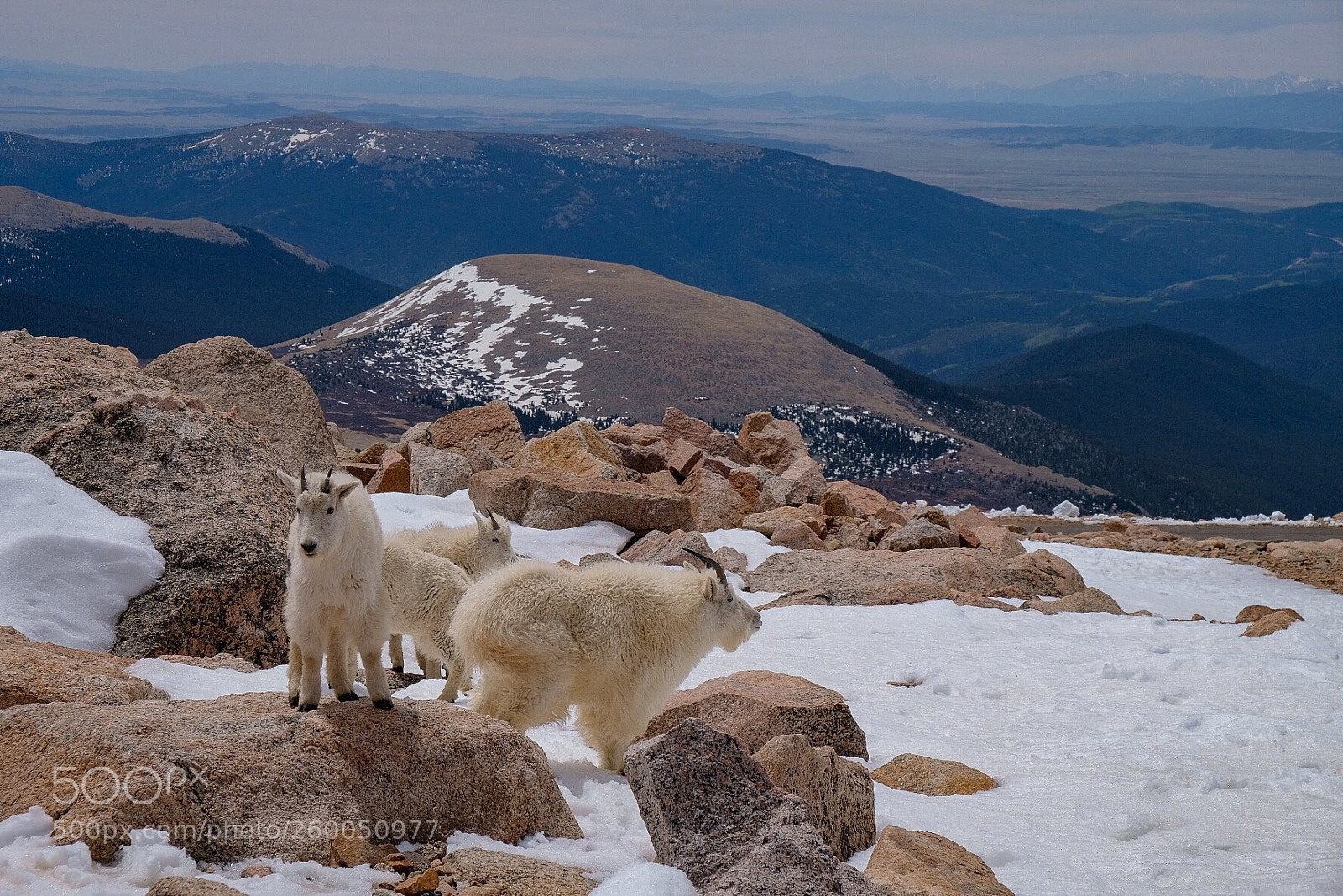 Fujifilm X-H1 sample photo. Goats, mount evans, co  photography