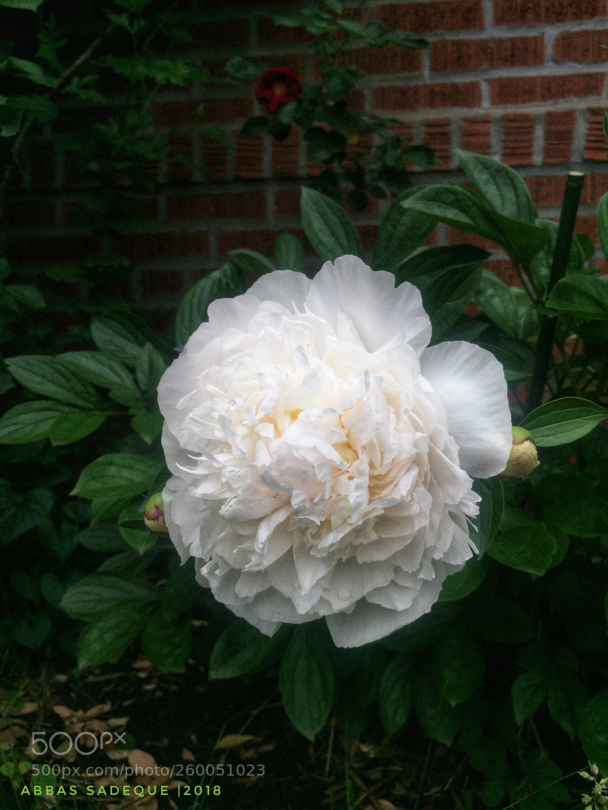 Apple iPhone 6 sample photo. Untitled photography