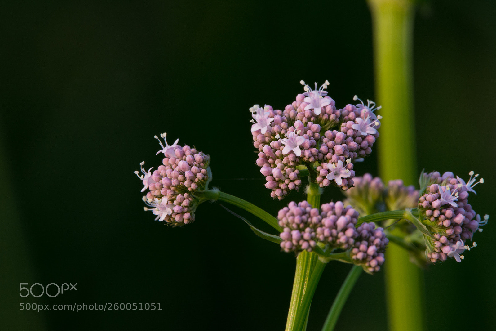 Nikon D7100 sample photo. Selective blooming photography
