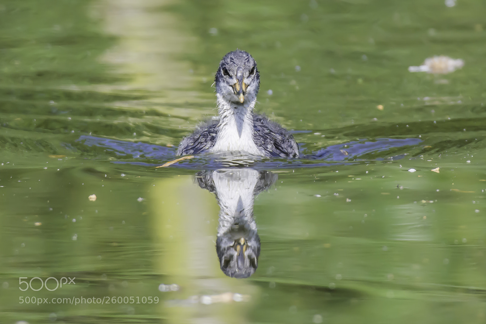 Nikon D7200 sample photo. Coot chick. photography