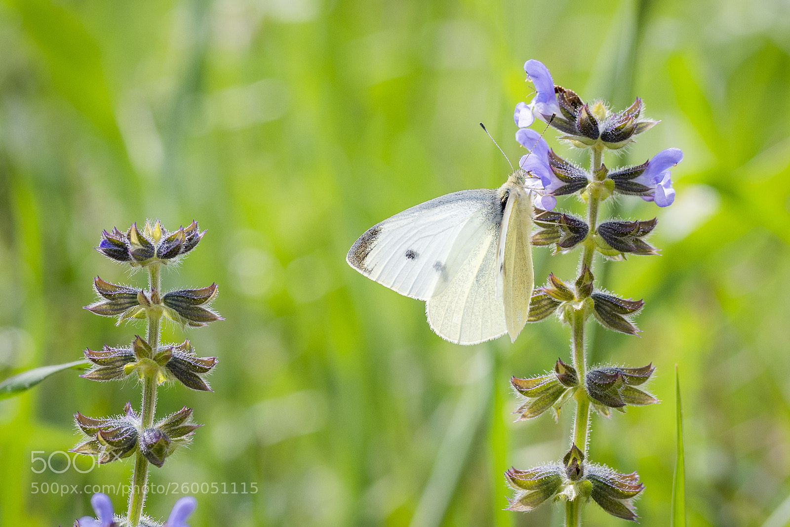 Nikon D500 sample photo. Pieris rapae photography
