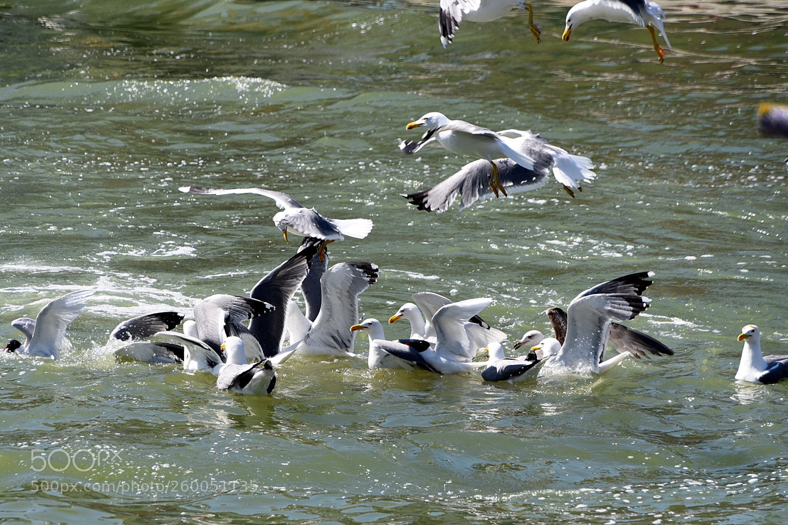 Nikon D750 sample photo. Time for lunch ! photography