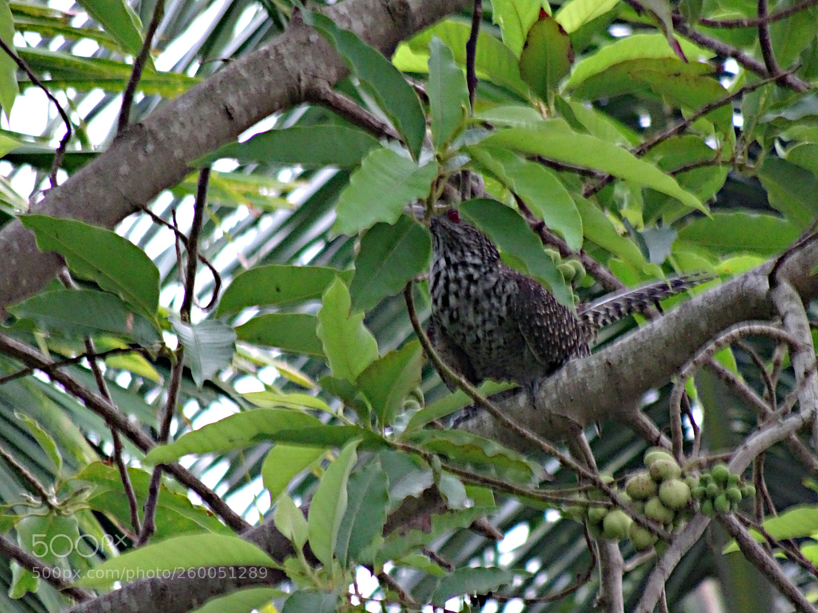 Sony Cyber-shot DSC-HX90V sample photo. Cuckoo (female) photography
