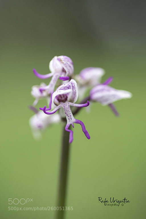 Nikon D610 sample photo. Orquis del simi photography